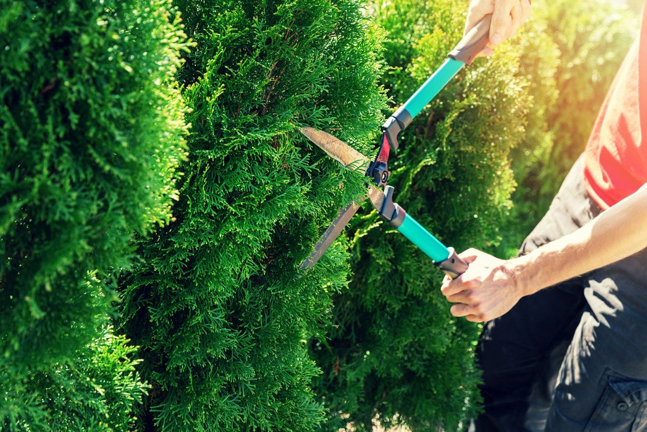 Person Pruning Green Hedges