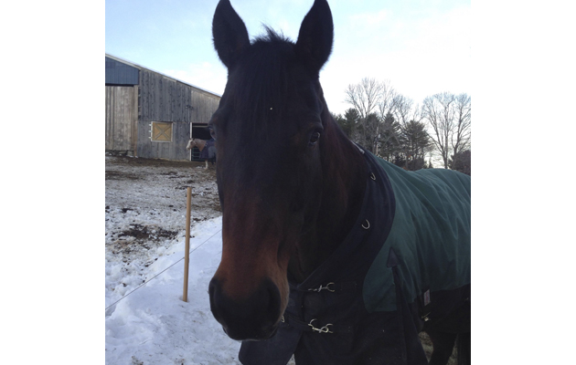 horses in the snow