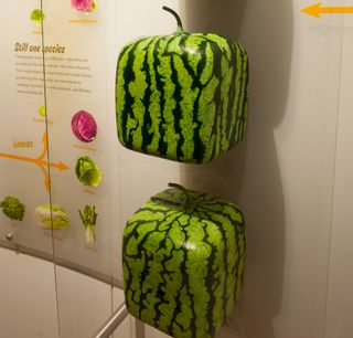 Japanese Square Watermelons
