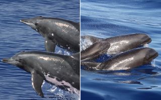 The hybrid is a cross between the rough-toothed dolphin (left) and the melon-headed whale (right)