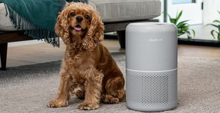 Levoit Air purifier and dog