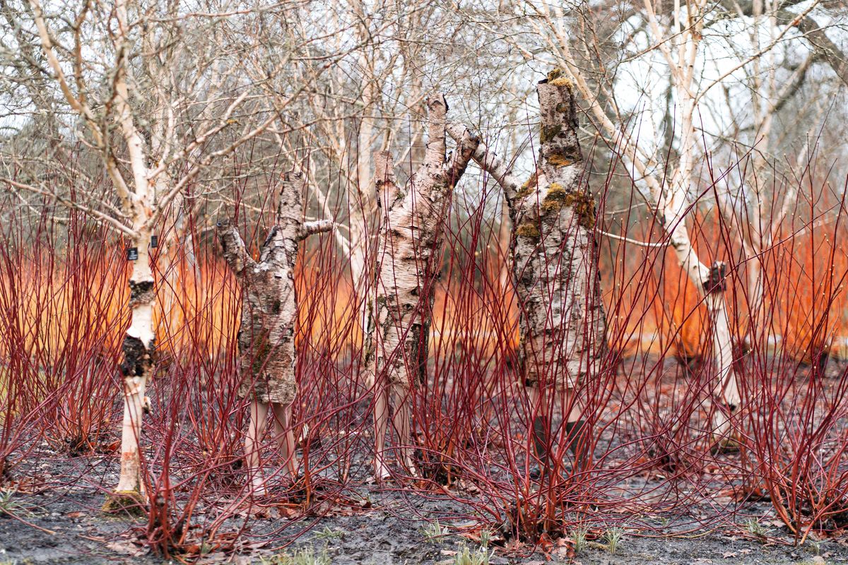 Image of bare trees from Here I Am exhibition