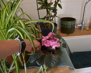 Watering houseplants by standing them on capillary matting that is soaking up water from a bowl