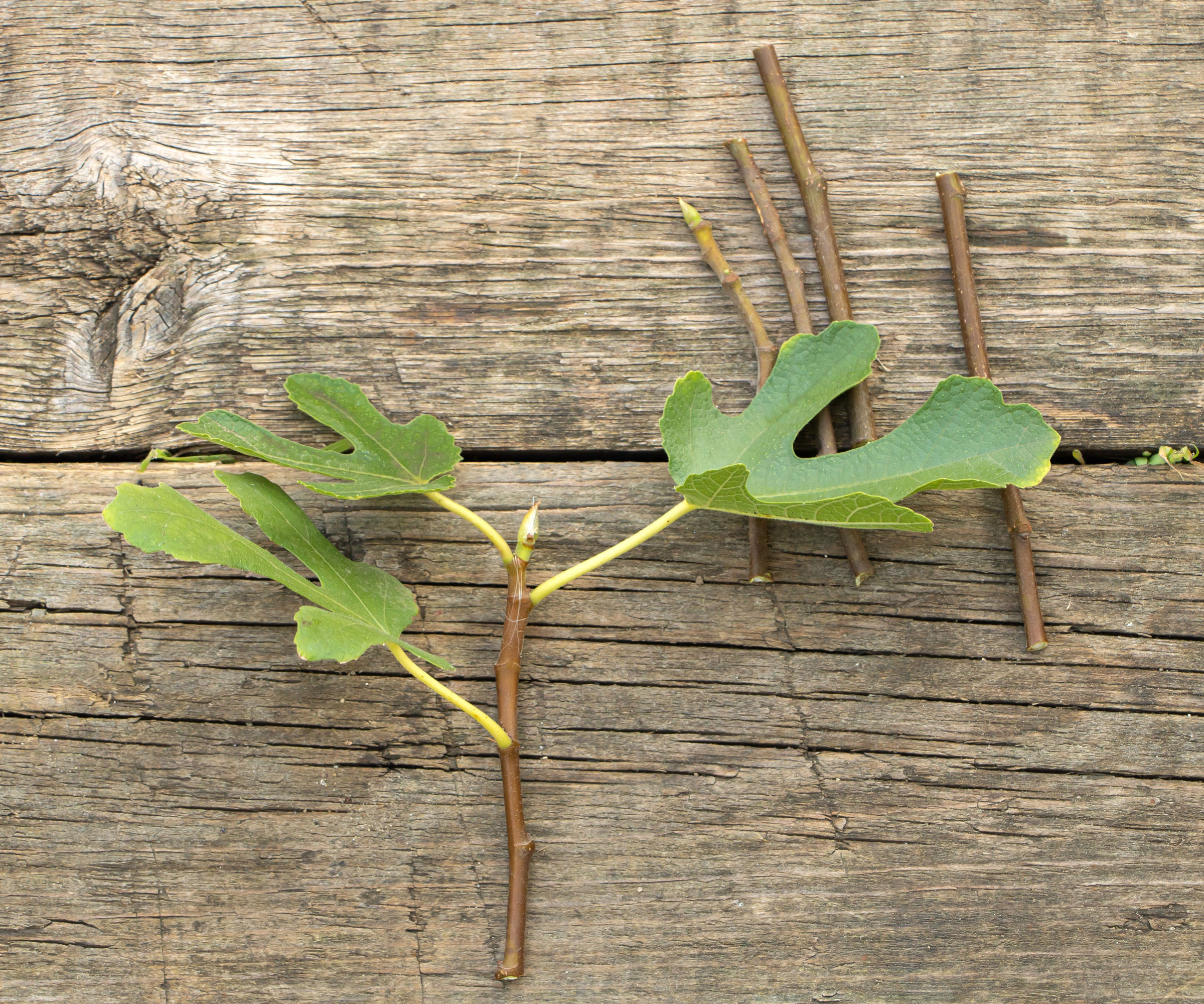 fig fruit hardwood cuttings on wooden table