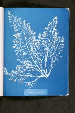19th-century cyanotypes of British algae