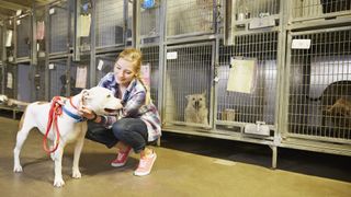 Dog with volunteer at animal shelter