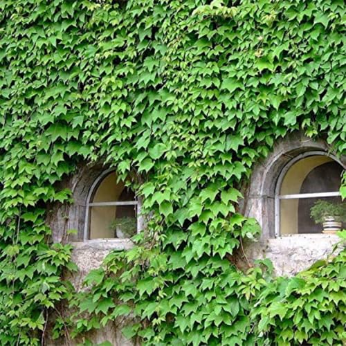100 Seeds Ivy Vine Liana Seeds Green Vines Climbing Beautiful Ground-Creeping Plants Ideal for Covering Walls Garden Plant