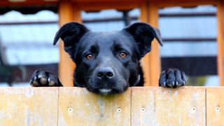 Dog looking over fence