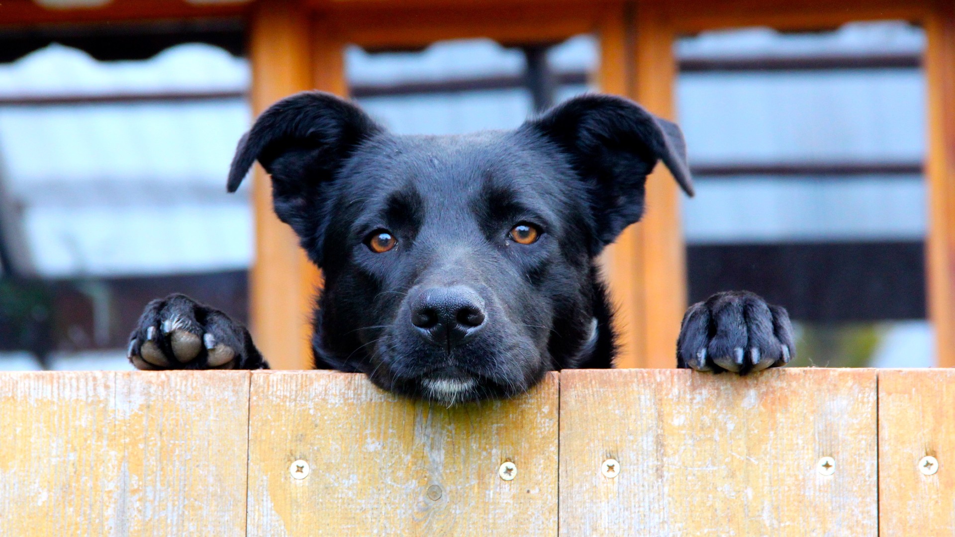 how-to-keep-your-dog-in-the-yard-9-ways-to-ensure-your-pup-stays-put