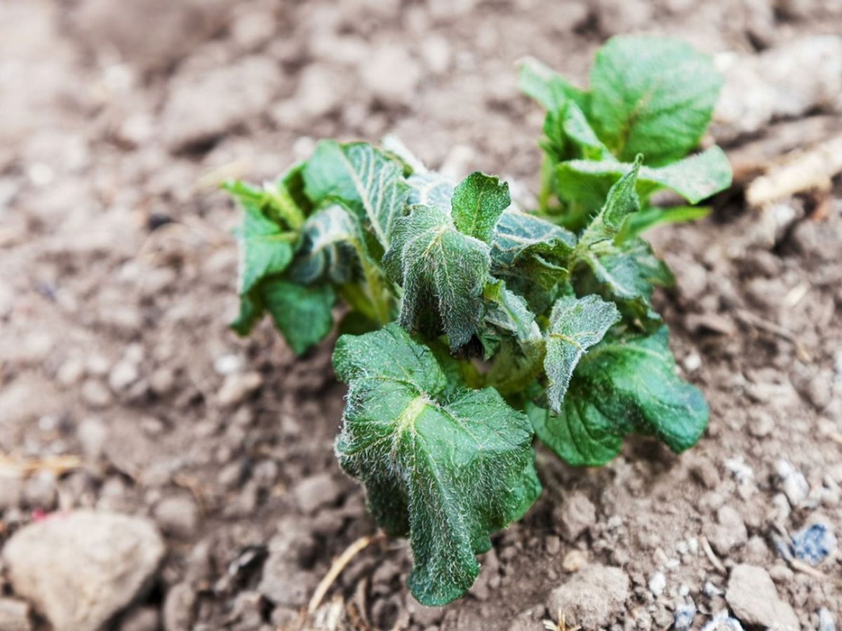 霜から植物を守る: 霜から植物を守る方法