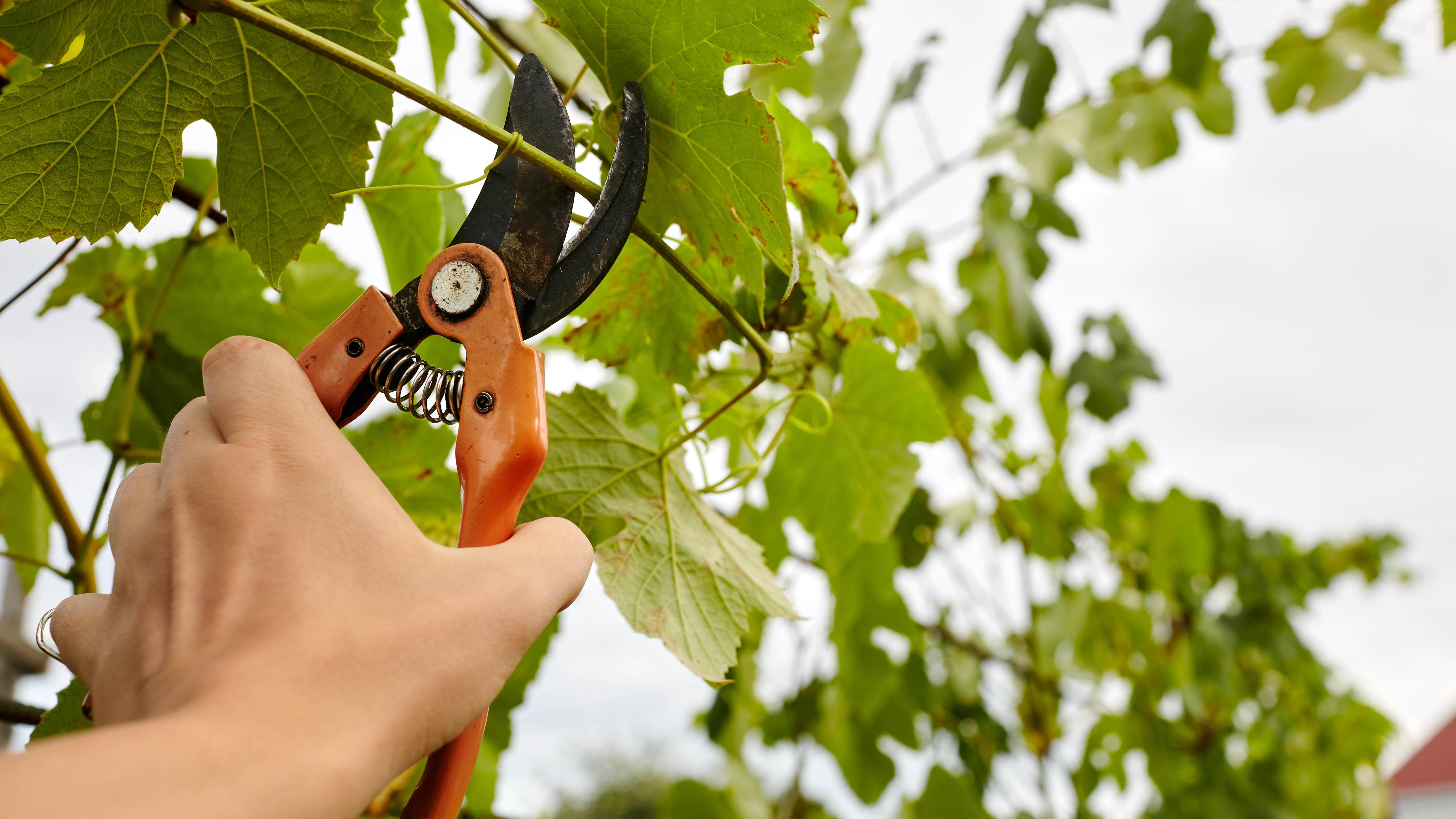 Someone pruning grapevines with a pair of pruning shears