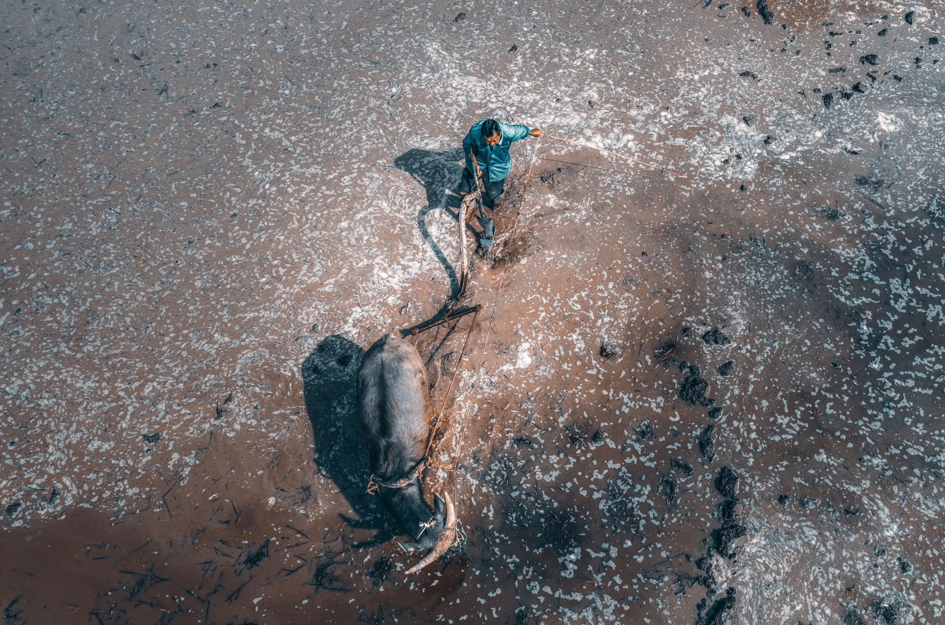 Un hombre con un toro en el agua.