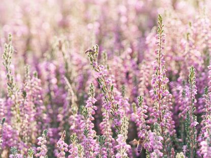 Field Of Purple Heather Flower