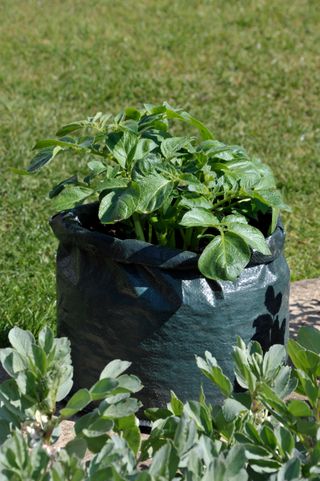 A potato plant growing in a sack