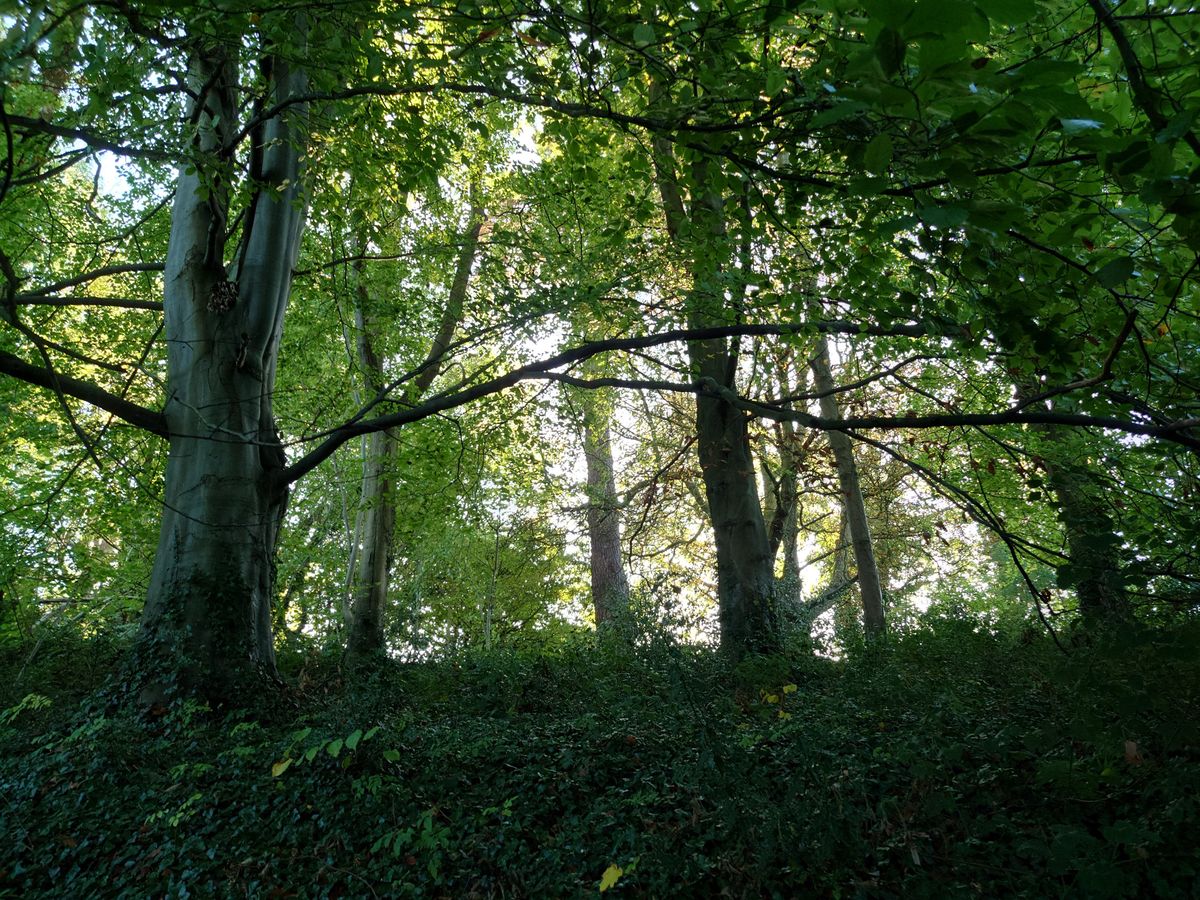 Photo taken with a Sony Xperia 5 IV smartphone camera