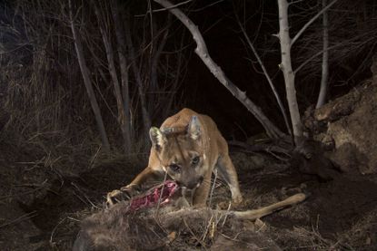 A mountain lion eats his kill.