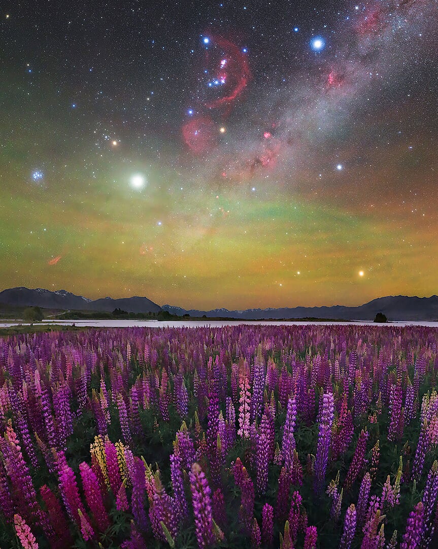 A photo of a field of purple flowers with a colorful Milky Way visible in the night sky