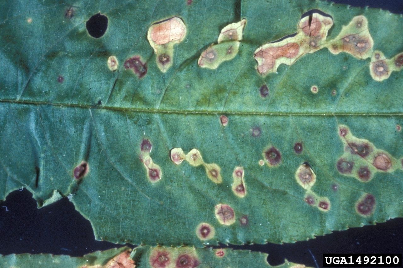 Cherry Tree Leaf With Shot Hole Disease