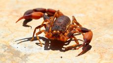 A Brazilian scorpion