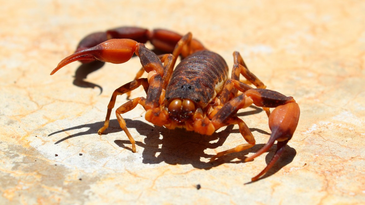 A Brazilian scorpion