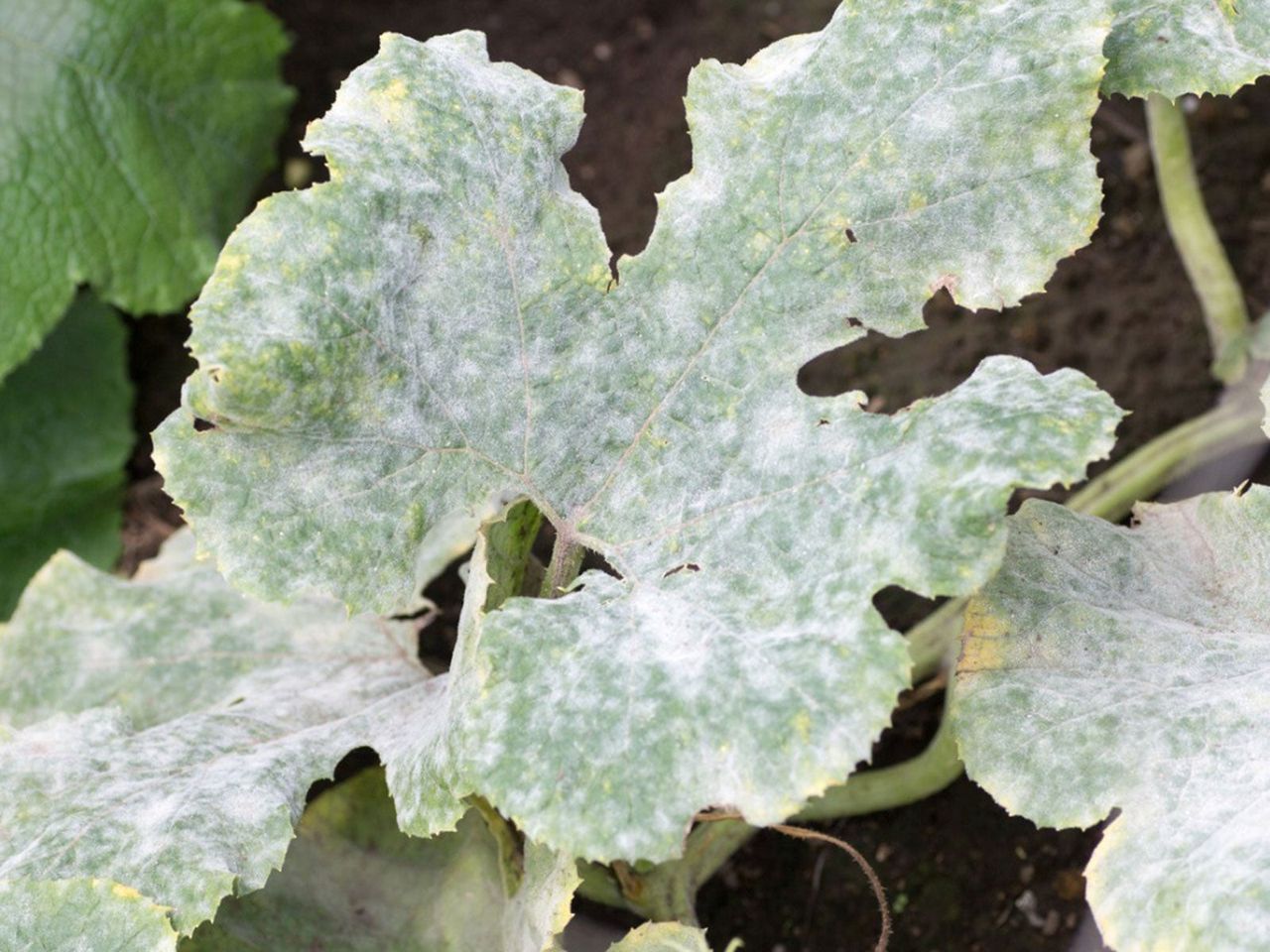 White Powdery Mildew On Pumpkin Plant Leaves