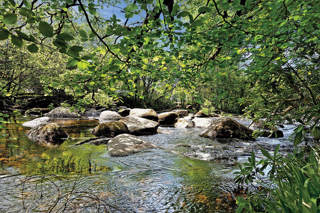 Brimptsmead Estate, Dartmoor National Park, Devon.