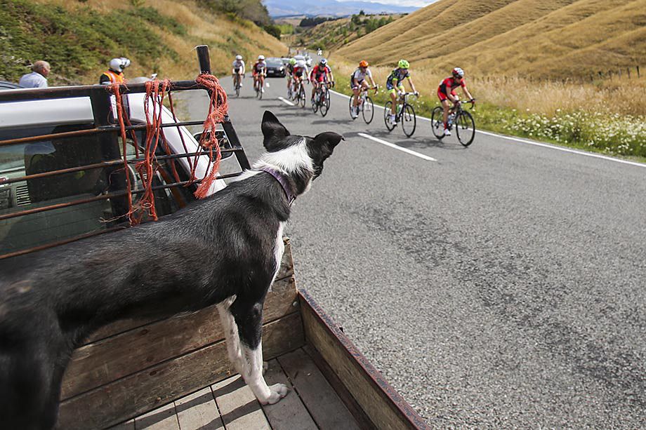 Sam, the local sheep dog come along to see the action. Apparently she was highly impressed