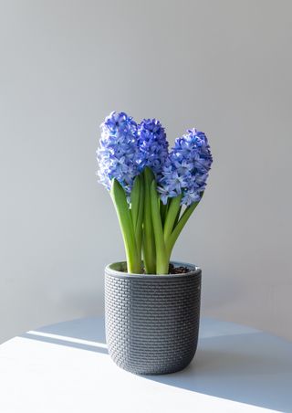 potted blue hyacinth in a grey pot