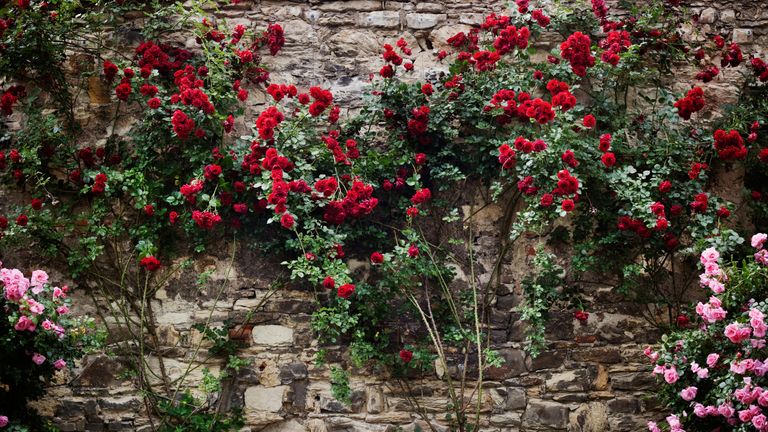 Garden wall with climbing roses