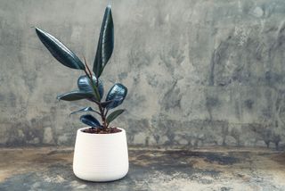 A rubber tree against a wall