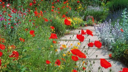 Pot Full Of Poppies  Meadow Flowers Australia