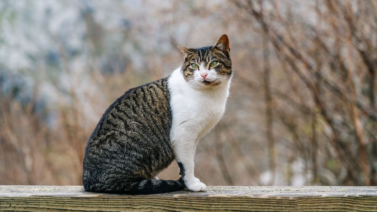 Tabby and white cat sat on a wooden fence