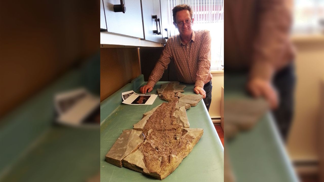 Study senior researcher John Long showcases the most complete fossil to date of an elpistostegalian, a tetrapod-like fish.