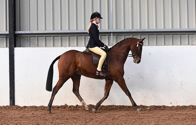 Lindeth Pontoon Rider Ellie Kirkbride Horse No 196 in Class 34 (BSPS Mixed Height Class for Novice Show Ponies) at The North Yorkshire Showcase of Champions held at the Harrogate Riding Centre, near Harrogate in North Yorkshire in the UK on 29th January 2017