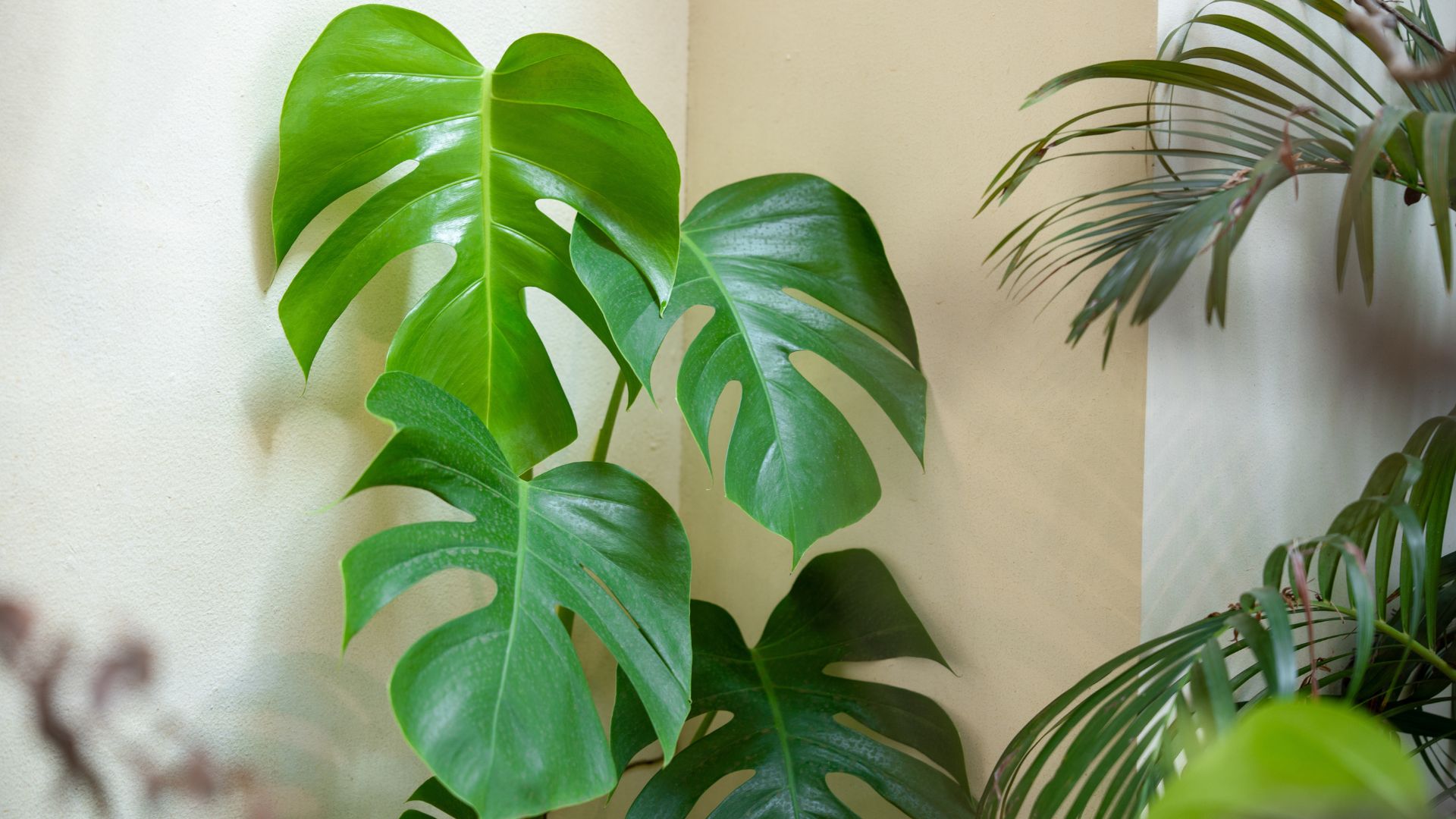 picture of monstera in corner of room
