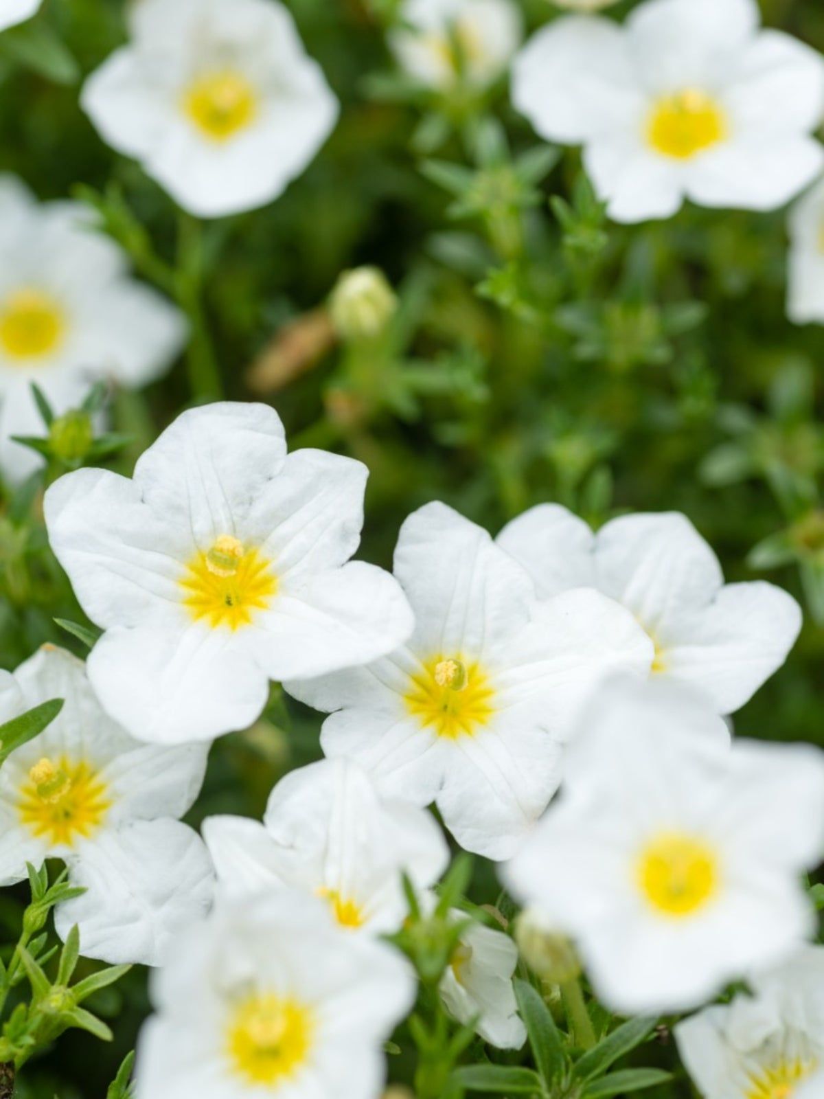 Cupflower Nierembergia Plants