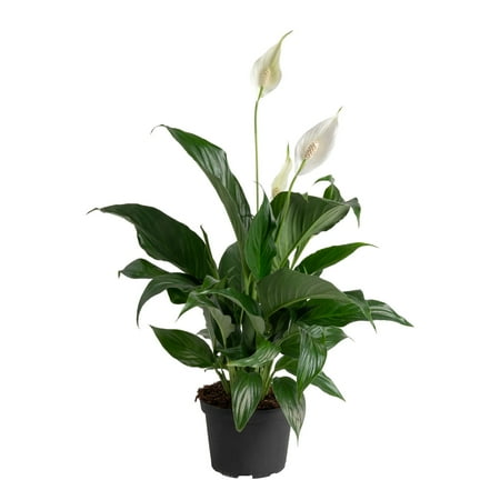 Costa Farms 12" Tall Spath, Peace Lily in black plant pot against white background.