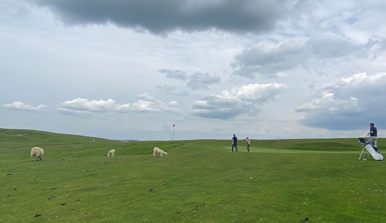 Three sheep graze whilst golfers putt out on the green