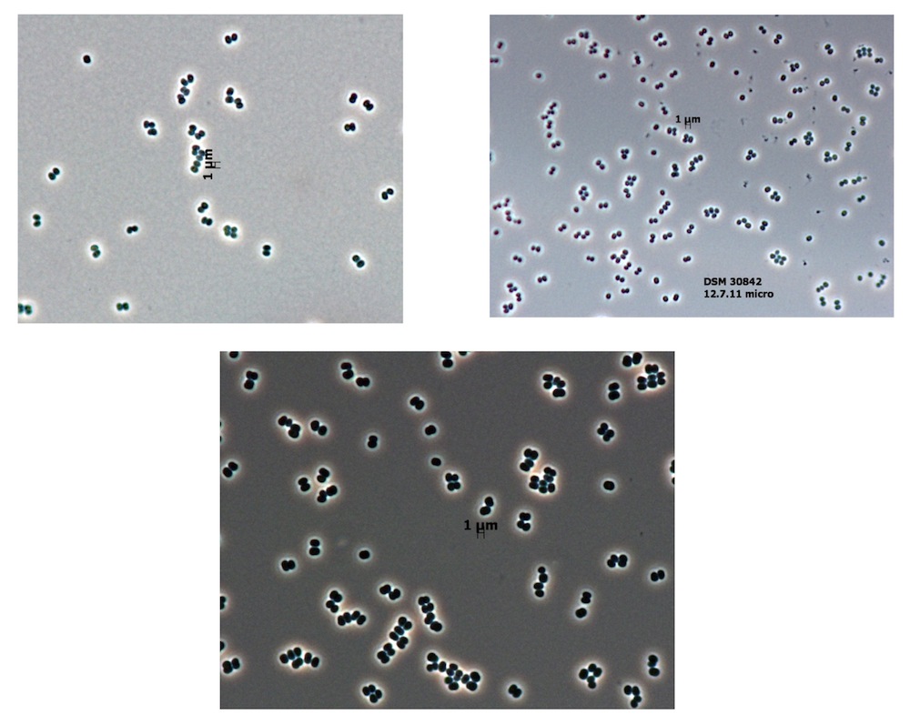 clean room microbes