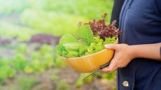 Harvesting leafy greens into a wooden bowl