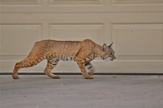 Bobcat on driveway, urban bobcat