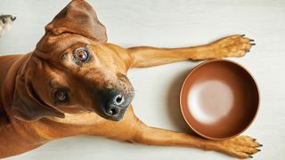 Dog lying down looking up at camera with bowl in front of them