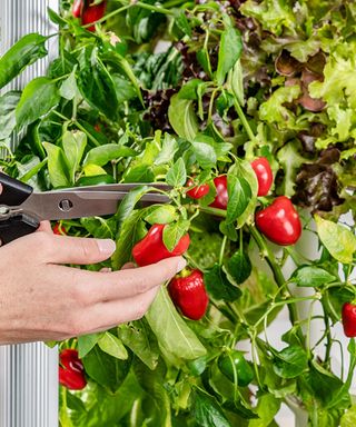 hydroponic gardening with peppers and lettuce