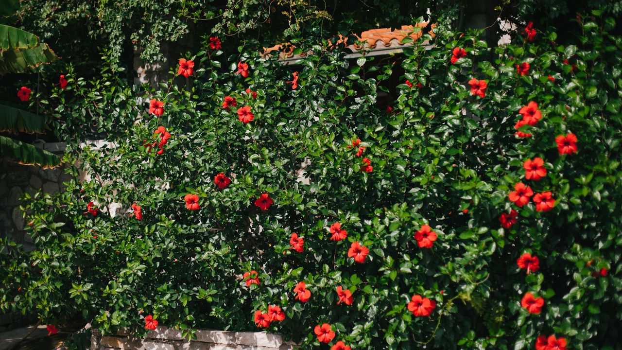 Hibiscus plant with red flowers