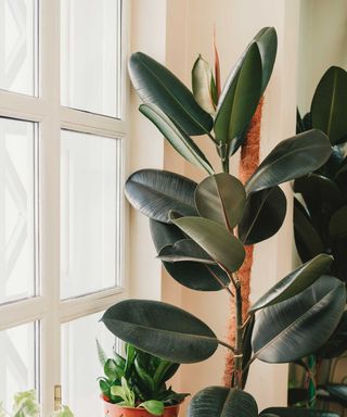 Tall rubber plant growing indoors with oval dark green leaves next to a window