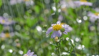 raining on a daisy flower