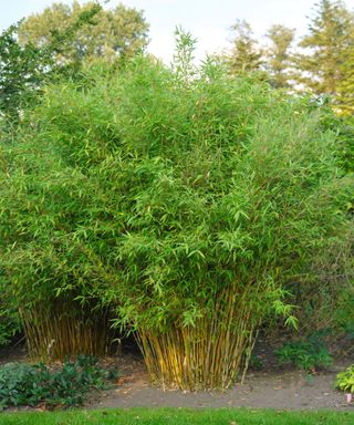 Bamboo fargesia murielae 'Fyra' in a garden border