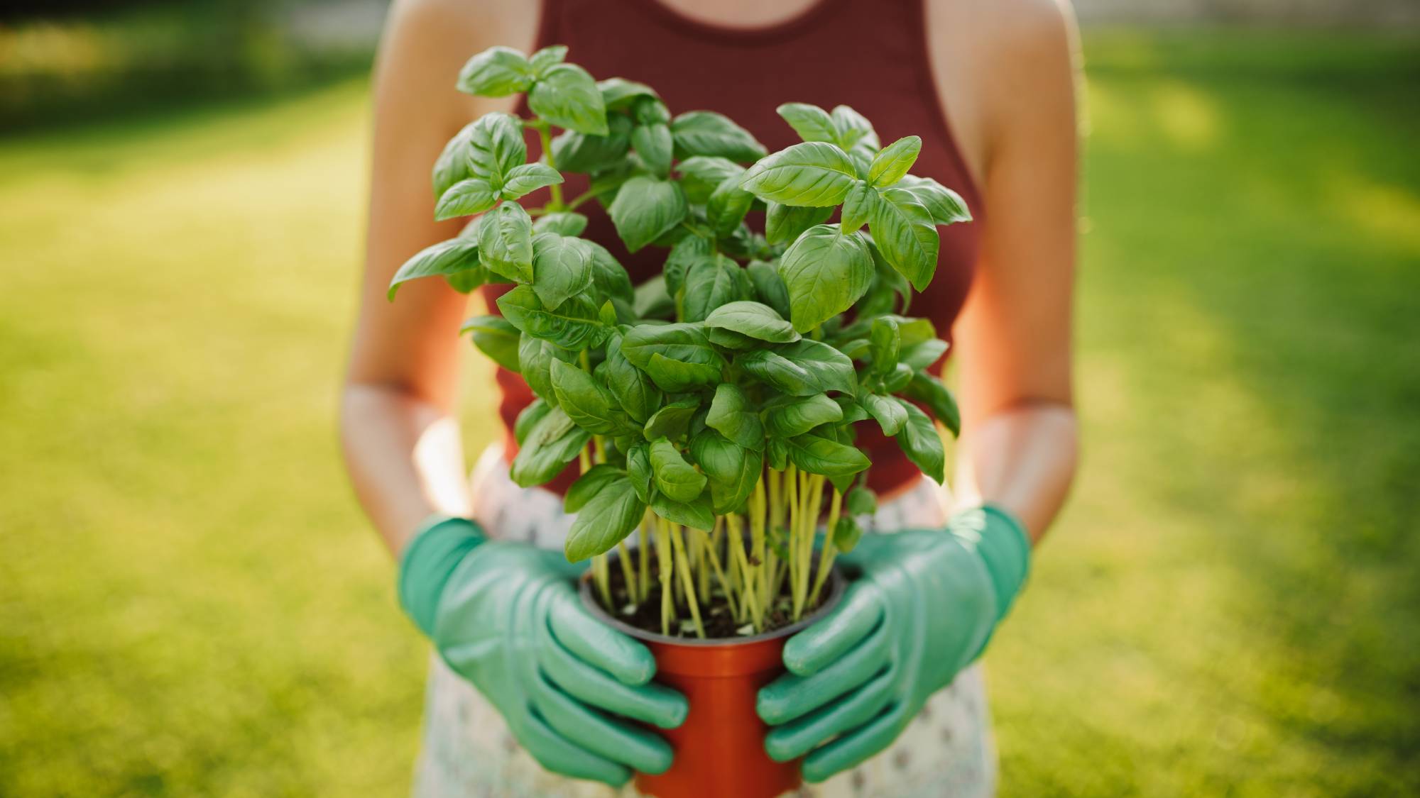 Basil plant held by woman