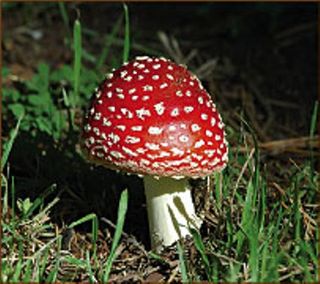 The Amanita muscaria mushroom, which is deep red with white flecks.