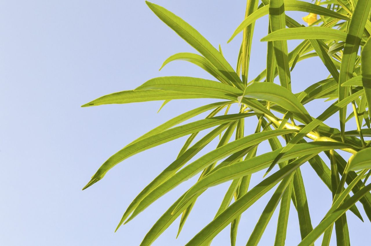 Green Oleander Leaves